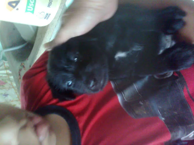 Cachorro ra a SRD idade Abaixo de 2 meses nome filhotes