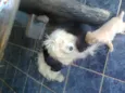 filhotes
