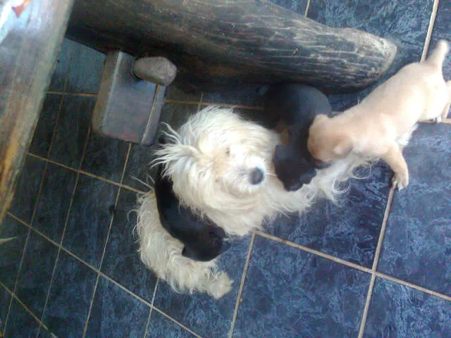 Cachorro ra a SRD idade Abaixo de 2 meses nome filhotes