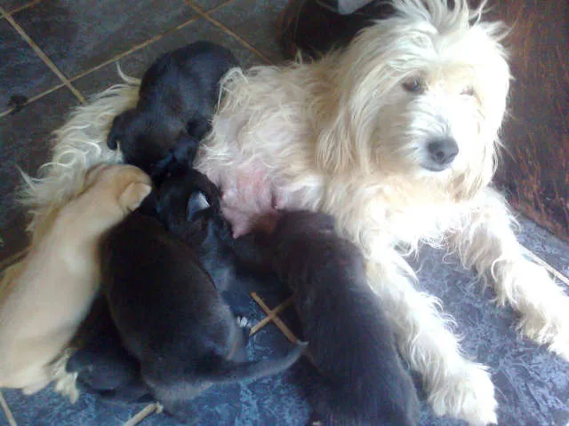 Cachorro ra a SRD idade Abaixo de 2 meses nome filhotes