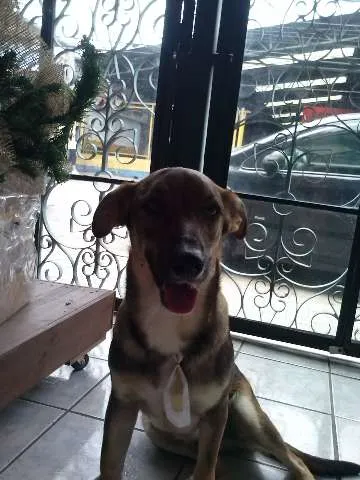 Cachorro ra a Vira Lata idade 2 anos nome Duke
