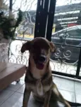 Duke