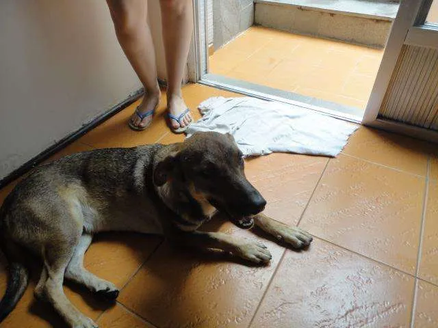 Cachorro ra a Vira Lata idade 2 anos nome Duke