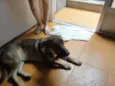Duke