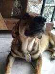 Duke