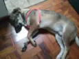 Duke