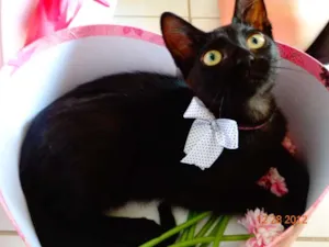 Gato raça SRD idade 2 a 6 meses nome Esther
