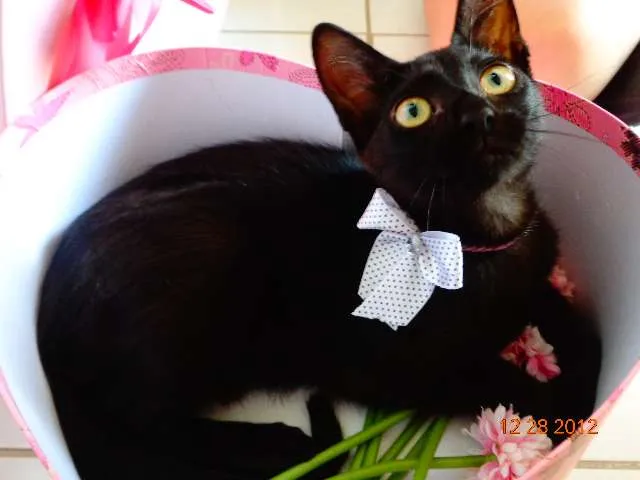 Gato ra a SRD idade 2 a 6 meses nome Esther