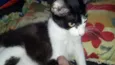 Cori