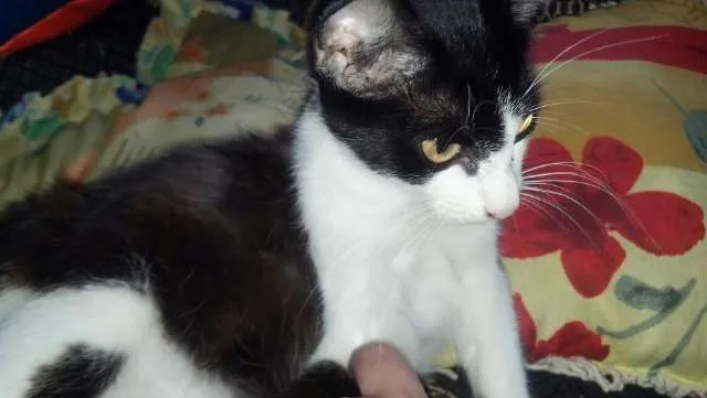 Gato ra a Sem raça definida  idade 7 a 11 meses nome Cori