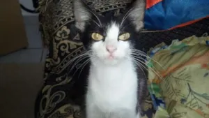 Gato raça Sem raça definida  idade 7 a 11 meses nome Cori
