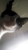 Cori
