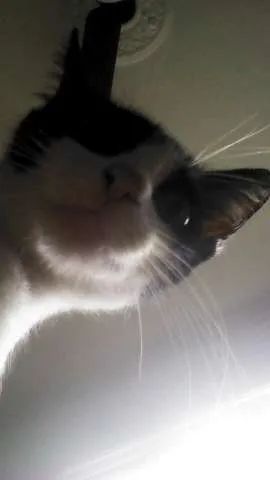 Gato ra a Sem raça definida  idade 7 a 11 meses nome Cori
