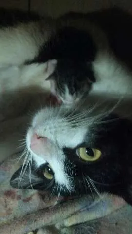 Gato ra a Sem raça definida  idade 7 a 11 meses nome Cori