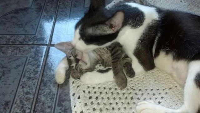 Gato ra a Sem raça definida  idade 7 a 11 meses nome Cori