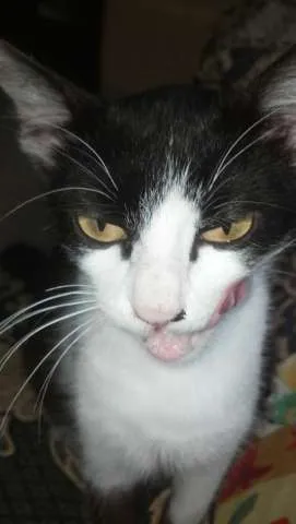 Gato ra a Sem raça definida  idade 7 a 11 meses nome Cori