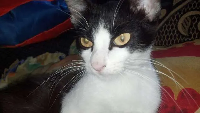 Gato ra a Sem raça definida  idade 7 a 11 meses nome Cori