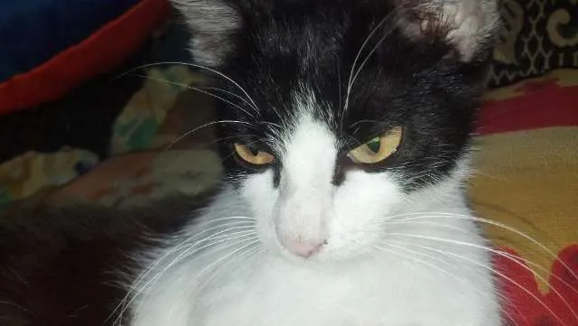 Gato ra a Sem raça definida  idade 7 a 11 meses nome Cori