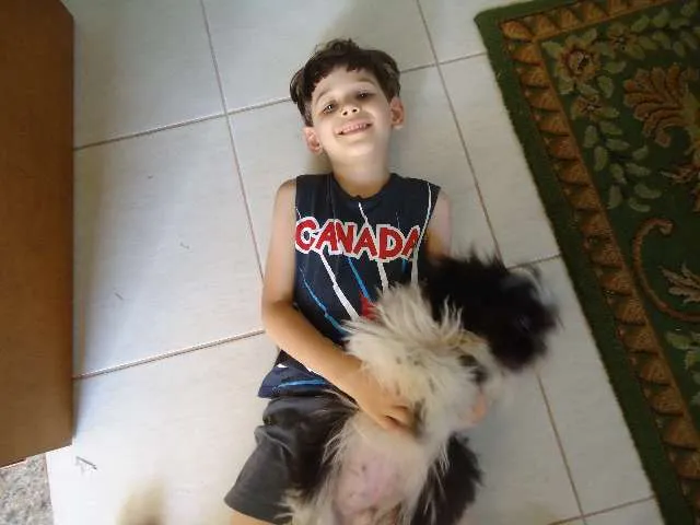 Cachorro ra a Shitzu idade 2 a 6 meses nome FOFINHO GRATIFICA