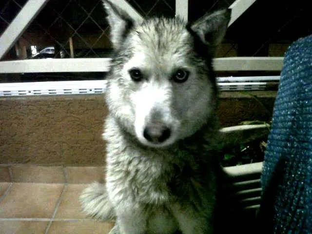Cachorro ra a Husky Siberiano idade 7 a 11 meses nome Rayka