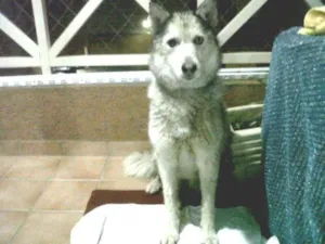 Cachorro raça Husky Siberiano idade 7 a 11 meses nome Rayka