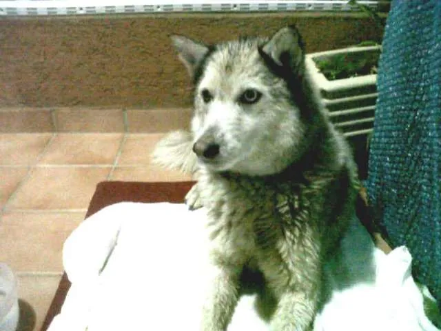 Cachorro ra a Husky Siberiano idade 7 a 11 meses nome Rayka