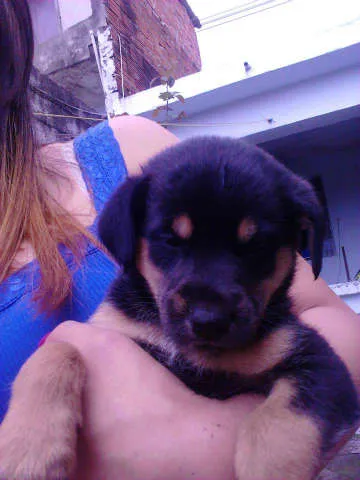 Cachorro ra a Sem raça idade 2 a 6 meses nome Sem nome 