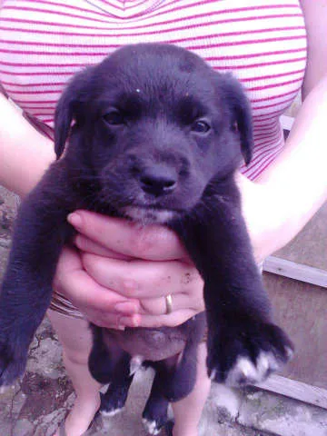 Cachorro ra a Sem raça idade 2 a 6 meses nome Sem nome 