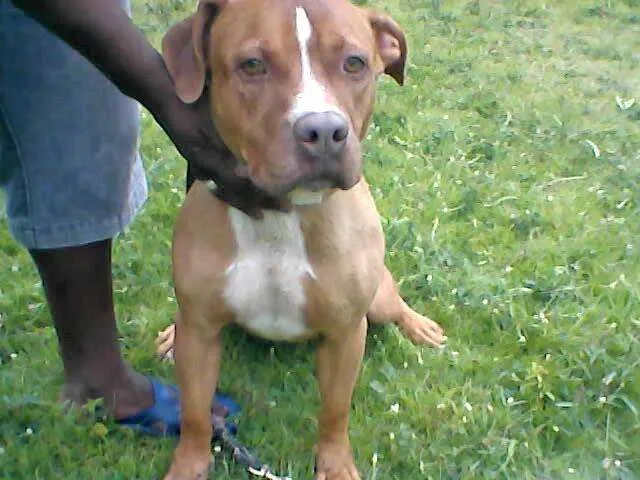 Cachorro ra a Pit-Bull idade 2 anos nome ZEUS