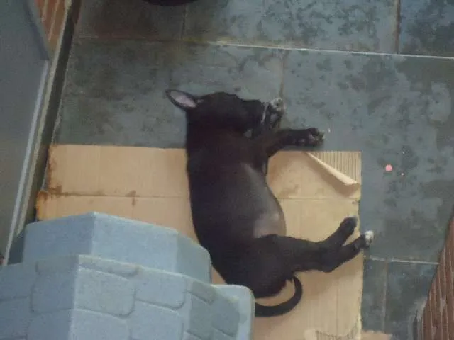 Cachorro ra a SRD idade 2 a 6 meses nome filhotinhos