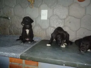 Cachorro raça SRD idade 2 a 6 meses nome filhotinhos