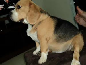 Cachorro raça Beagle idade 2 anos nome Max GRATIFICA