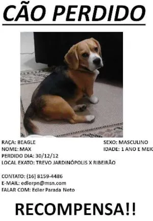 Cachorro raça Beagle idade 1 ano nome MAX GRATIFICA