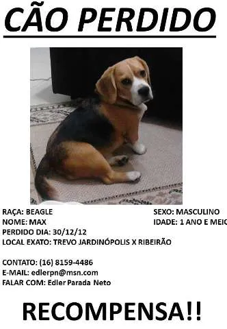 Cachorro ra a Beagle idade 1 ano nome MAX GRATIFICA