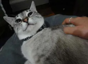 Gato raça SRD idade 2 anos nome Pepper
