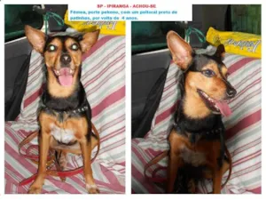 Cachorro raça SRD idade 3 anos nome sem nome