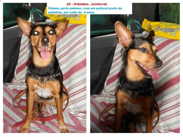 Cachorro ra a SRD idade 3 anos nome sem nome