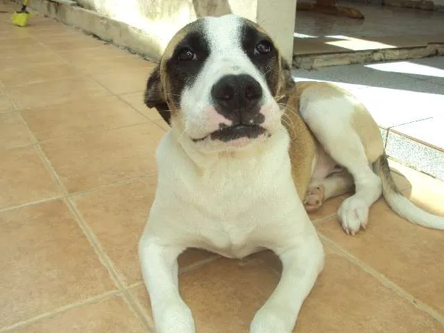 Cachorro ra a Pit-Bull mestiço idade 2 a 6 meses nome Flea