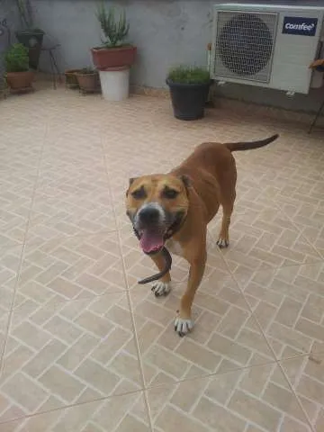 Cachorro ra a Pit bull com staffordshire idade 1 ano nome Sem nome