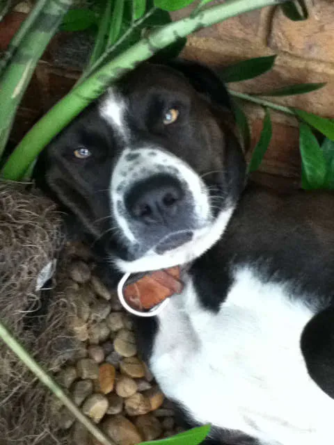 Cachorro ra a Boxer/pitibull idade 2 a 6 meses nome Doçura