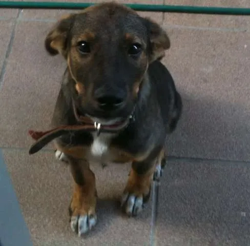 Cachorro ra a SRD idade 2 a 6 meses nome Lulu