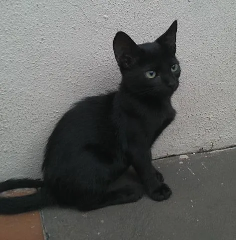 Gato ra a SRD idade Abaixo de 2 meses nome Neguinho