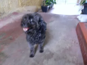 Cachorro raça Poodle idade 4 anos nome TECA