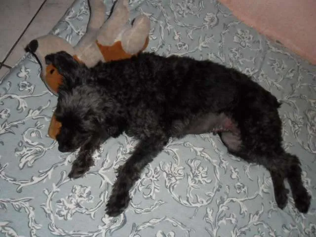 Cachorro ra a Poodle idade 4 anos nome TECA