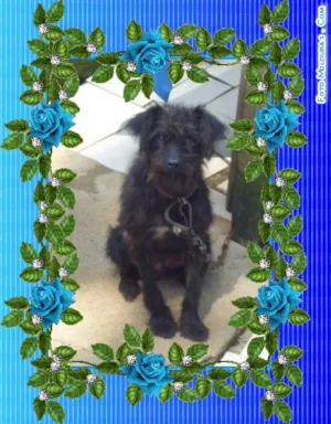 Cachorro raça SRD idade 2 anos nome TEDDY