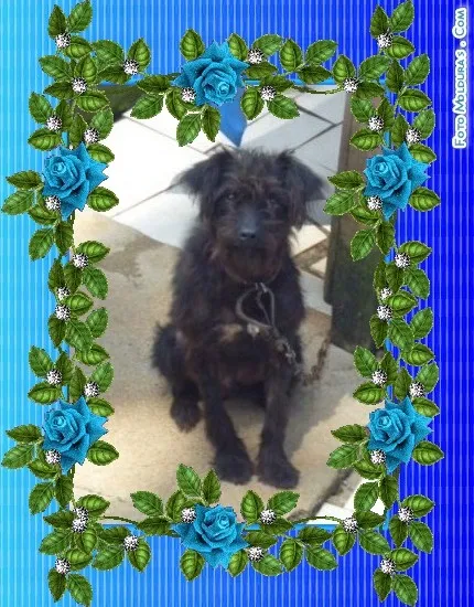 Cachorro ra a SRD idade 2 anos nome TEDDY