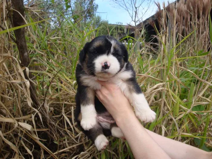 Cachorro ra a sem raça definida idade Abaixo de 2 meses nome sem nome