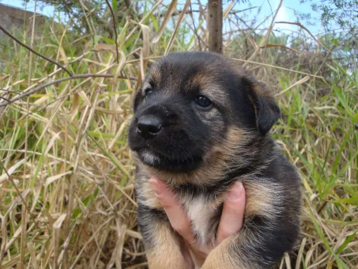 Cachorro ra a sem raça definida idade Abaixo de 2 meses nome sem nome