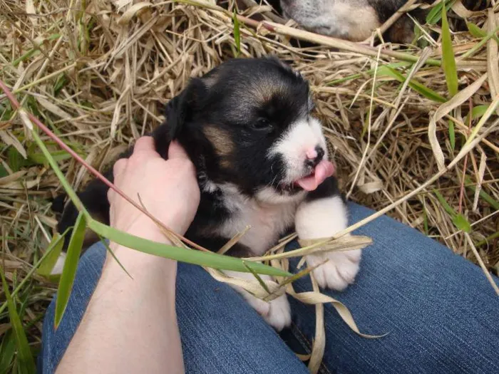 Cachorro ra a sem raça definida idade Abaixo de 2 meses nome sem nome