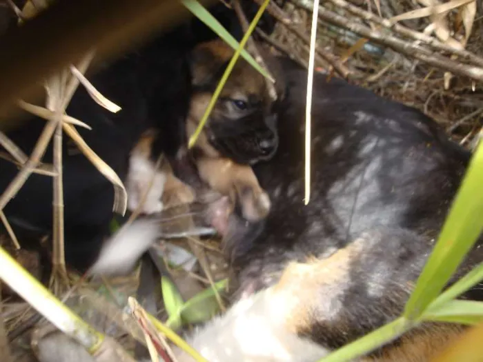 Cachorro ra a sem raça definida idade Abaixo de 2 meses nome sem nome